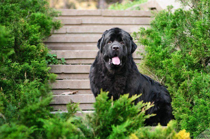 Ньюфаундленд — описание породы, характер пса и уход за породой (130 фото и видео)
