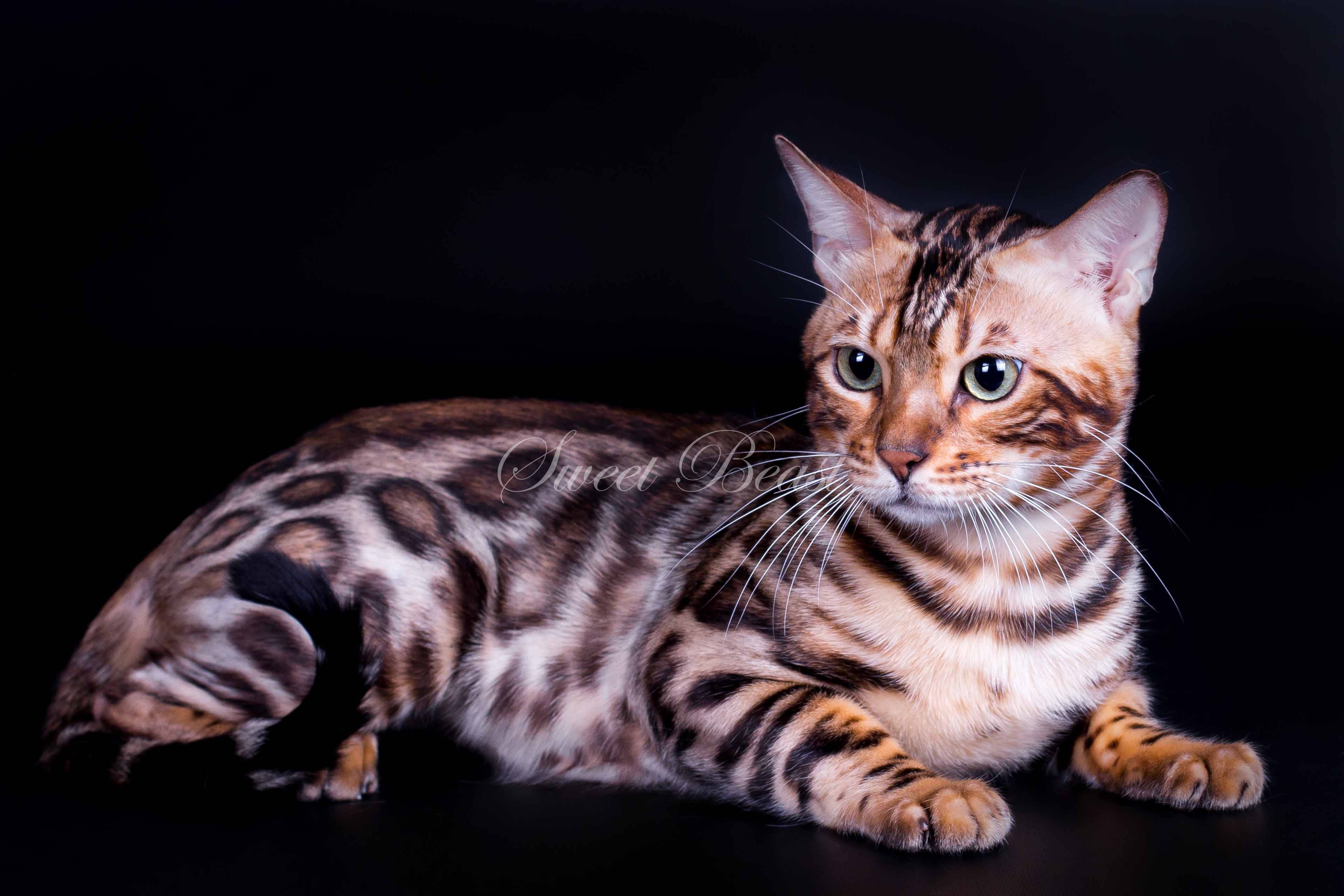 Как правильно выбрать бенгальского котенка: основные нюансы, о которых должен знать будущий хозяин