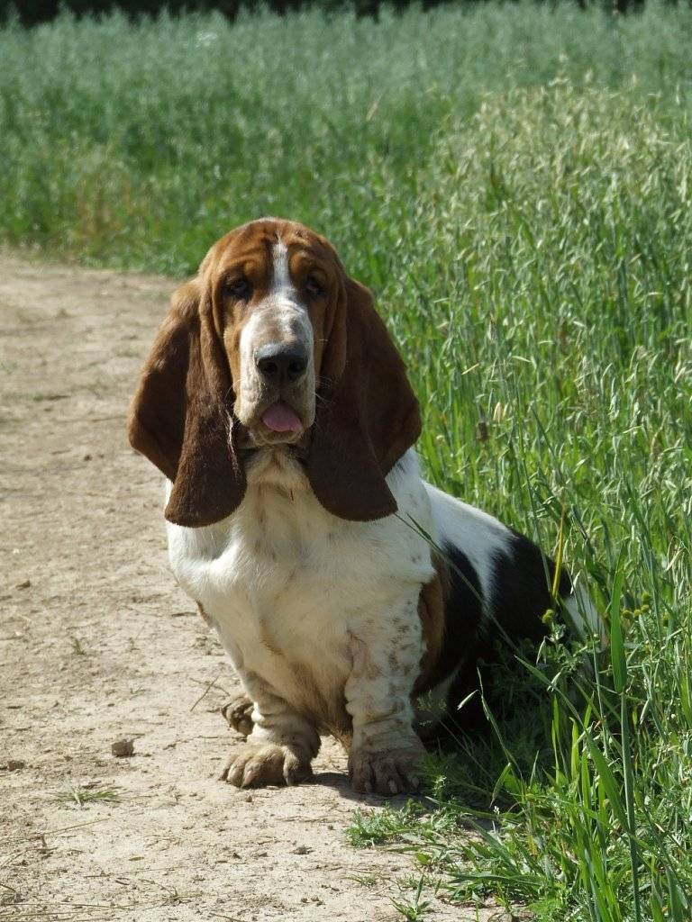 16 лучших английских или британских пород собак: фото, название и описание, стоимость щенков