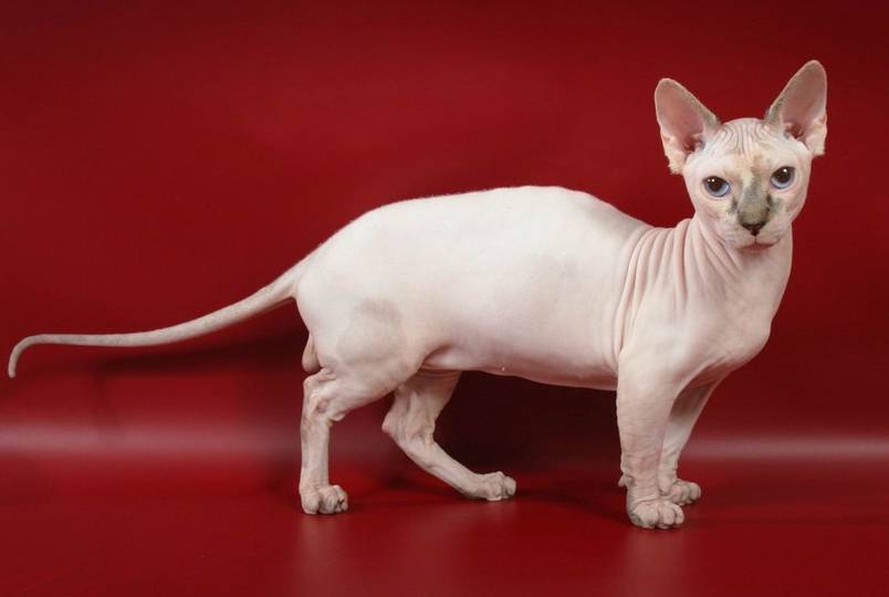 Кошки манчкин (munchkin): особенности породы, фото коротколапого котёнка и взрослого кота, уход и содержание питомца