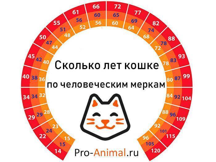 Возраст кошки в соответствии с человеческим: расчеты и таблицы