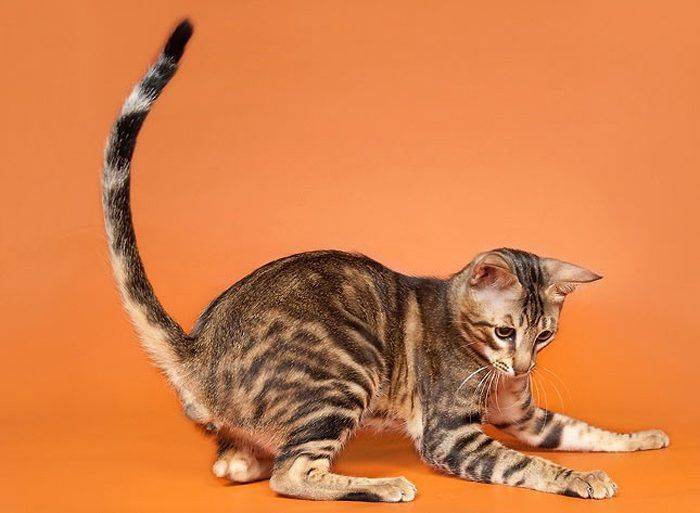 Сококе: описание породы кошек, характер, отзывы (с фото и видео)
