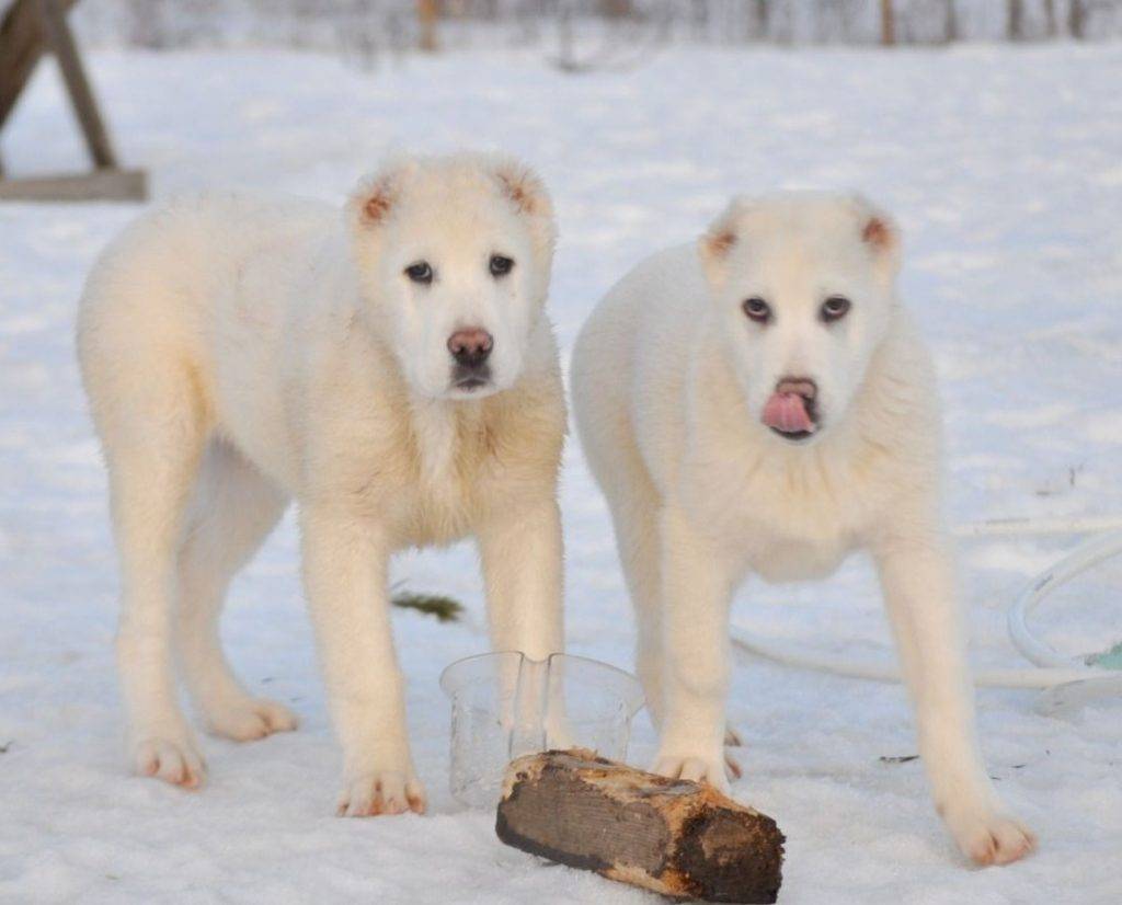 Описание и характеристика щенков алабая. за сколько можно купить собачку в россии и за рубежом?