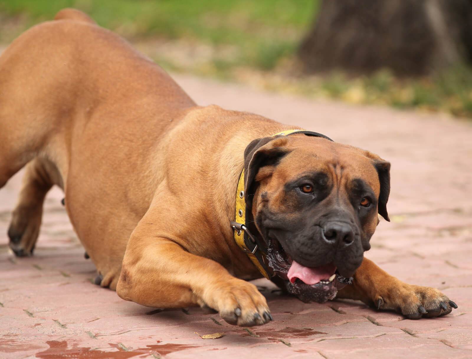 Южноафриканский бурбуль (бурский мастиф) собака: фото и цена