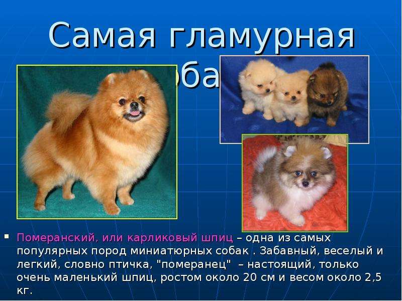 Померанский шпиц (померанец): фото и характер собаки, уход