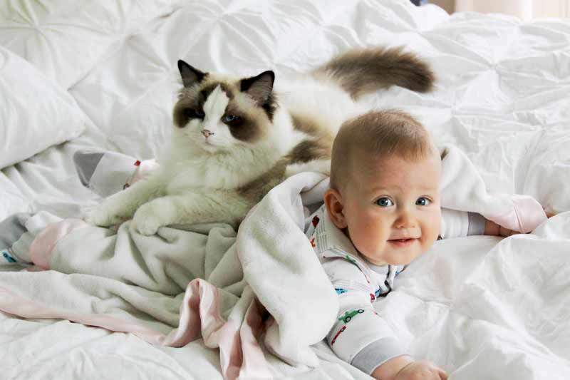 Какая кошка подойдет для детей: выбор породы для ребенка в квартиру