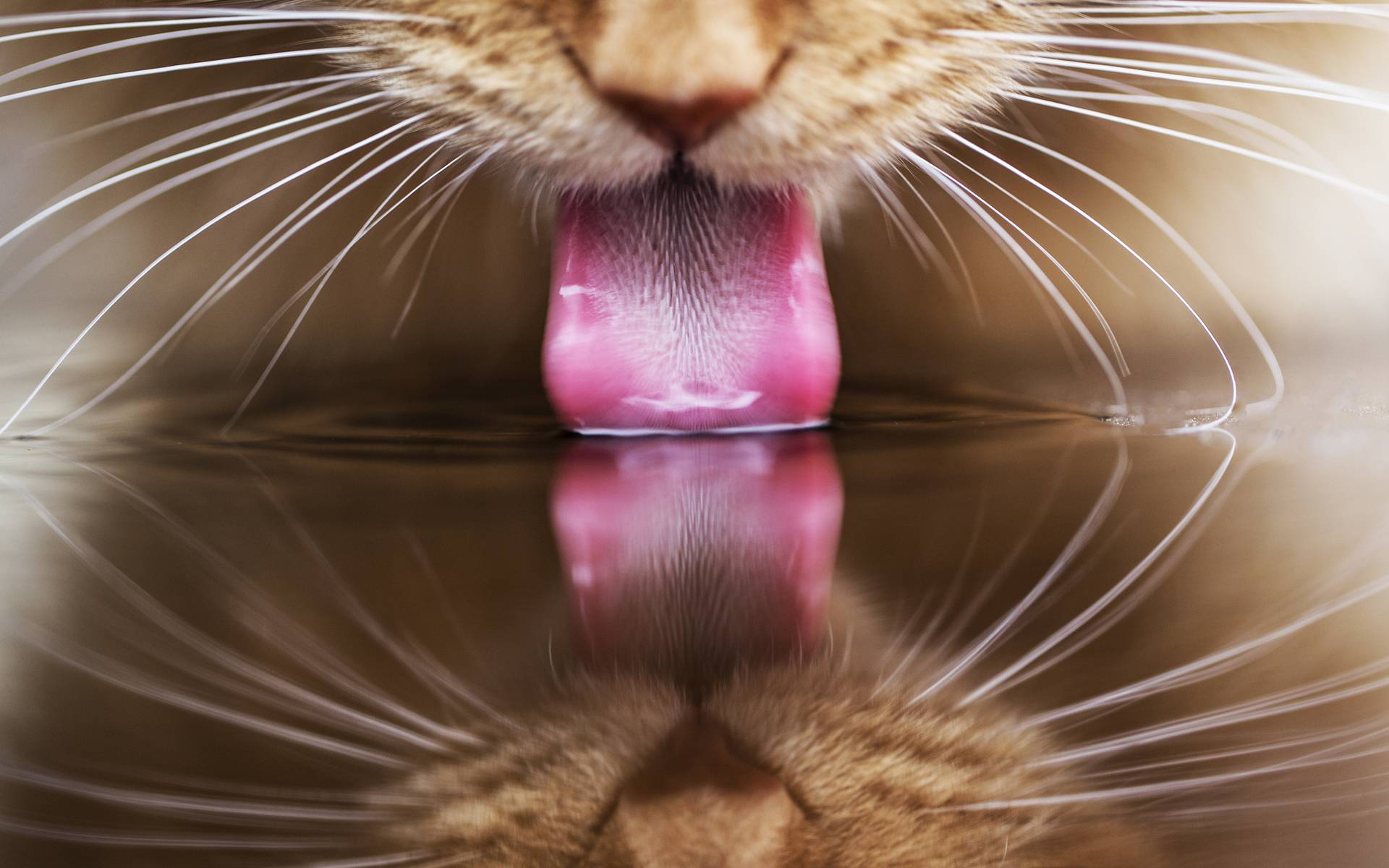 Шершавый язык у кошек: почему и для чего?