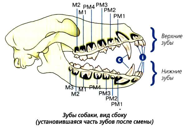 Ортодонтия домашних животных