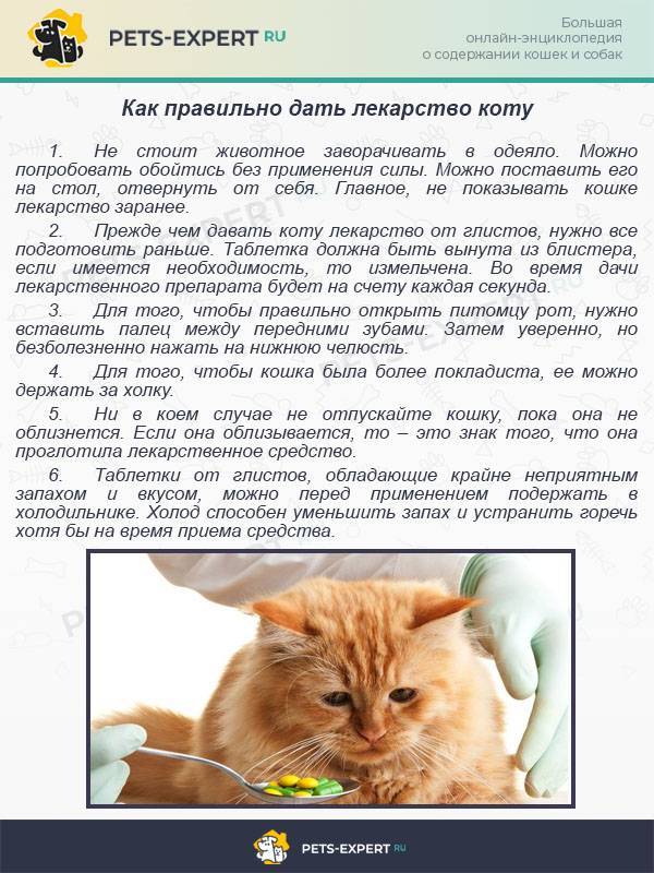 Азинокс для кошек: показания и инструкция по применению, отзывы, цена