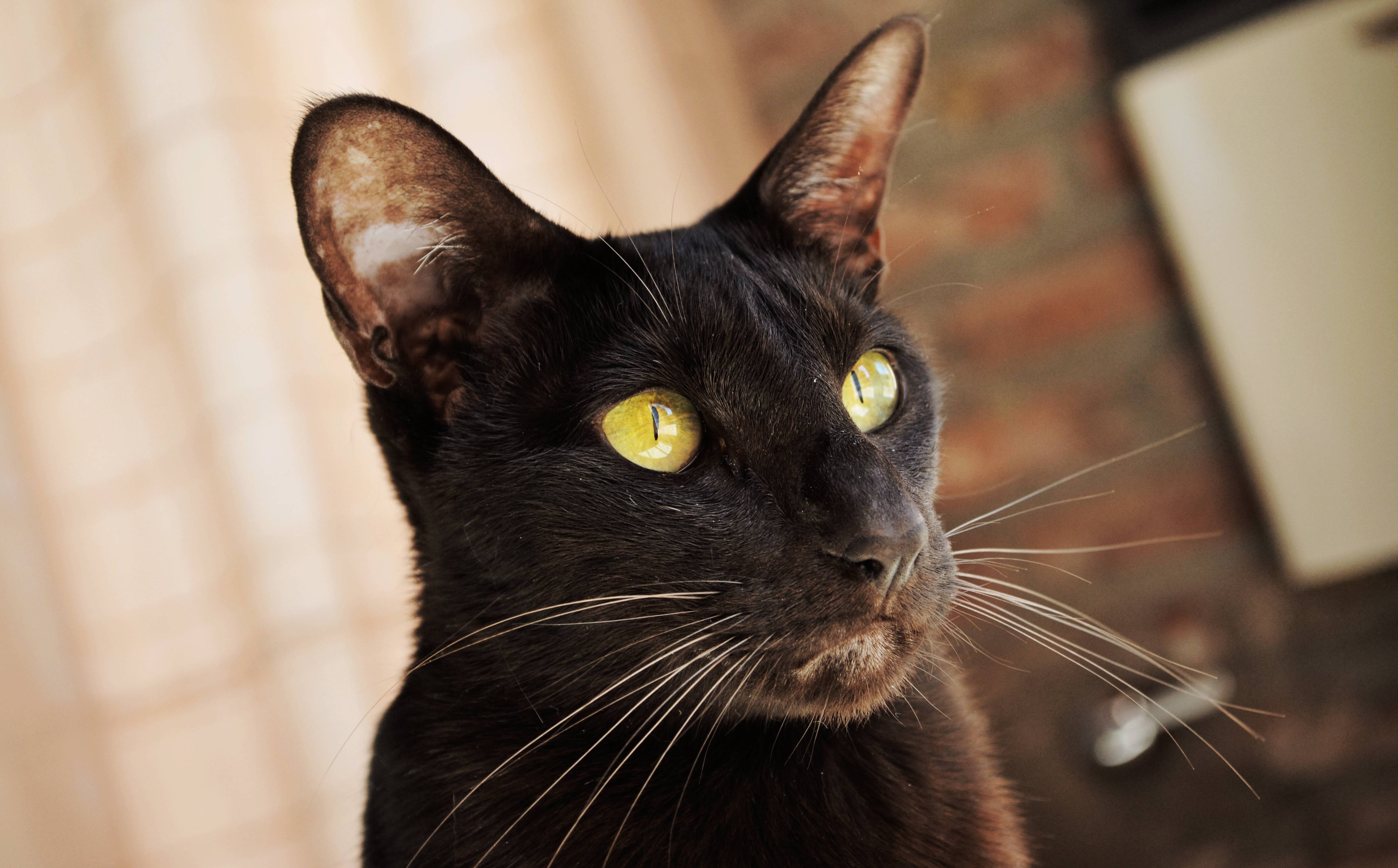 Ориентальная кошка (фото): восточная красавица в вашем доме