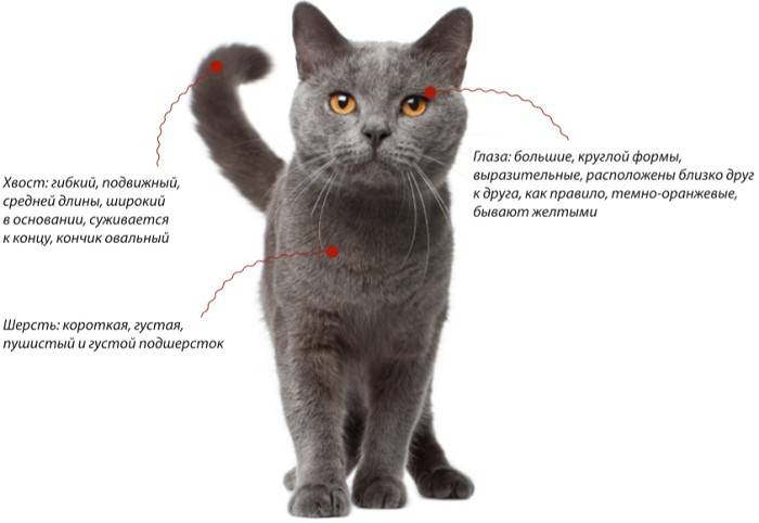 Шартрез (кошка): описание породы, характер, отзывы (с фото и видео)
