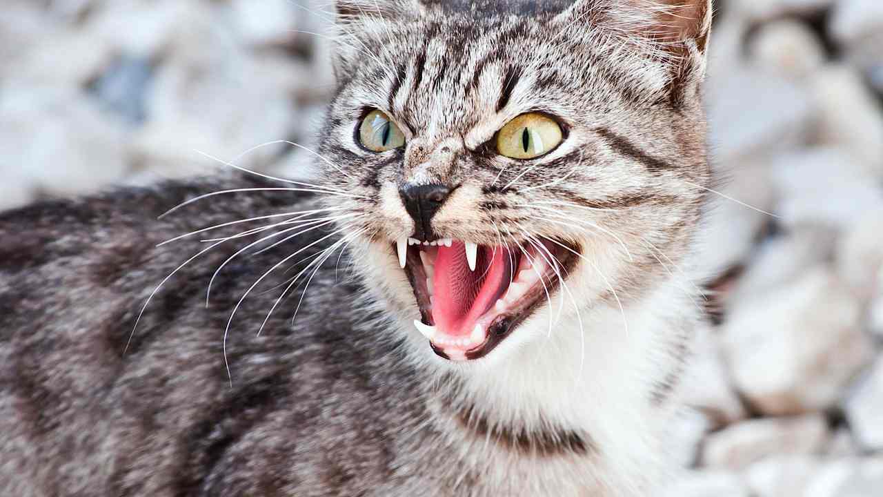 Внезапное проявление агрессии у кошки. в чем причина и как с этим бороться?...