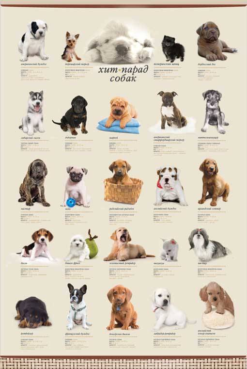 Маленькие породы собак. описание, особенности, названия и виды маленьких собак | животный мир
