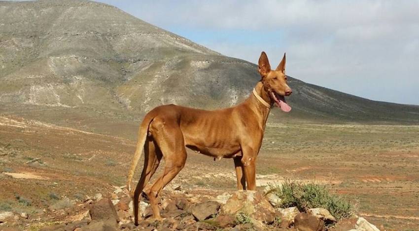 Мощная, сильная собака из испании – канарский дог
