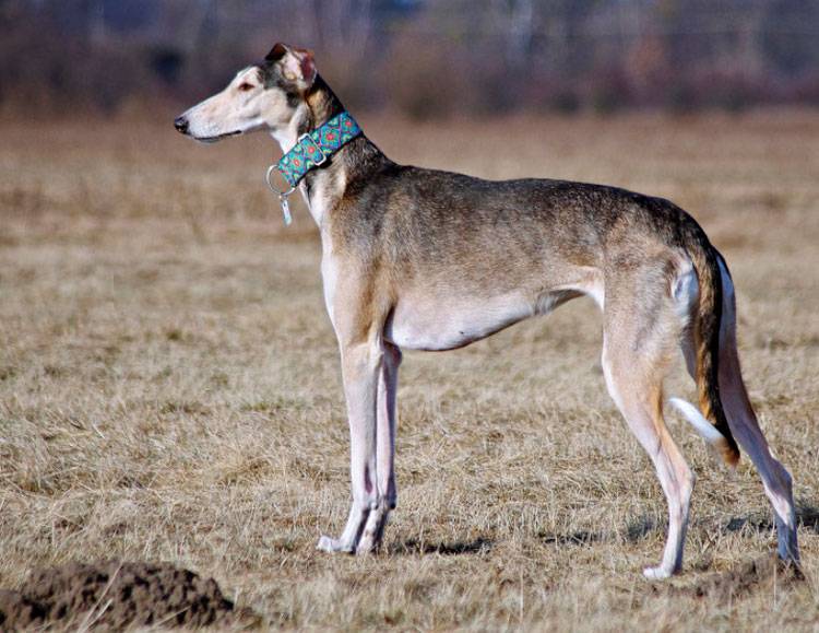 Подробное описание породы собак английская борзая или грейхаунд
