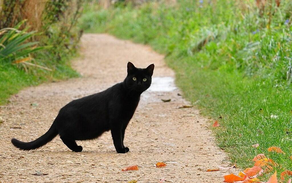 Черный кот: приметы и суеверия, можно ли заводить дома, что будет, если перебежал дорогу