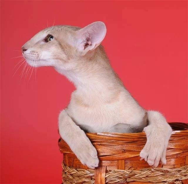 Кошки грузины: ориентальный кот, характер, особенности ухода, история выведения
