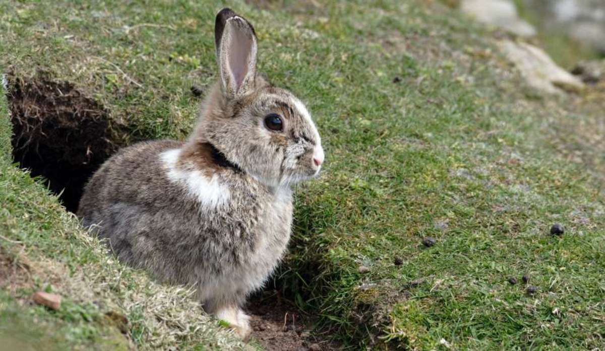 Дикий кролик — википедия. что такое дикий кролик