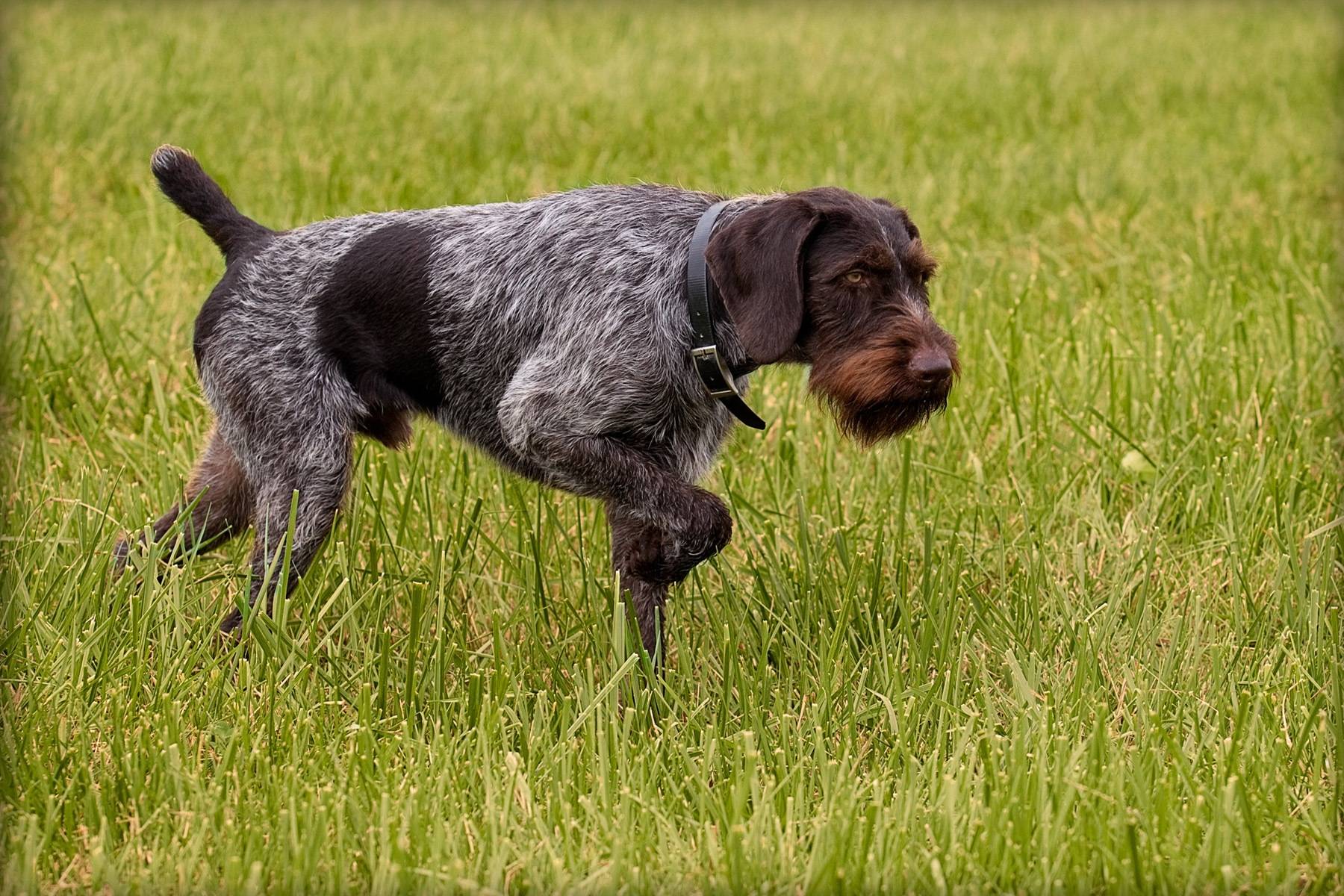 Дратхаар: описание породы, уход, фото собак