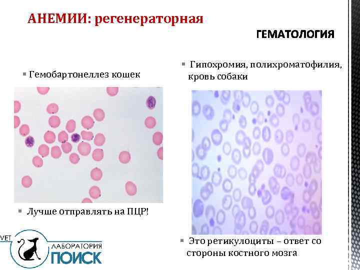 Лямблиоз у кошек- симптомы, лечение гиардиоза у кошек в москве. ветеринарная клиника "зоостатус"
