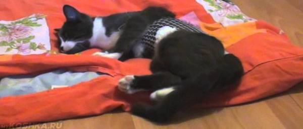 Сколько коты отходят от наркоза после кастрации: как долго могут спать