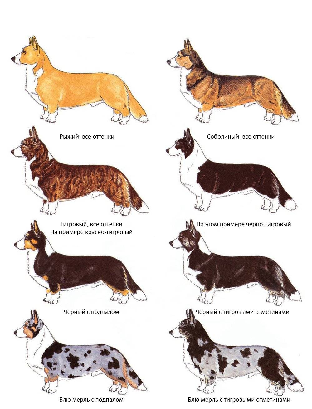 Виды немецких овчарок: описание породных линий с названиями и фотографиями + какие существуют основные окрасы собак данной породы