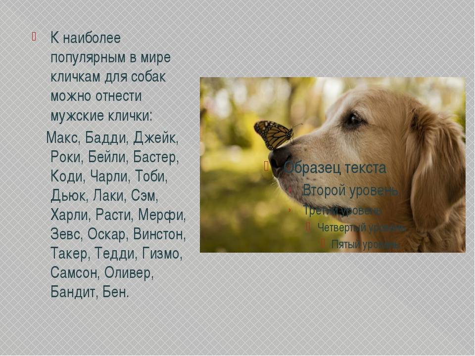 Русские клички для собак