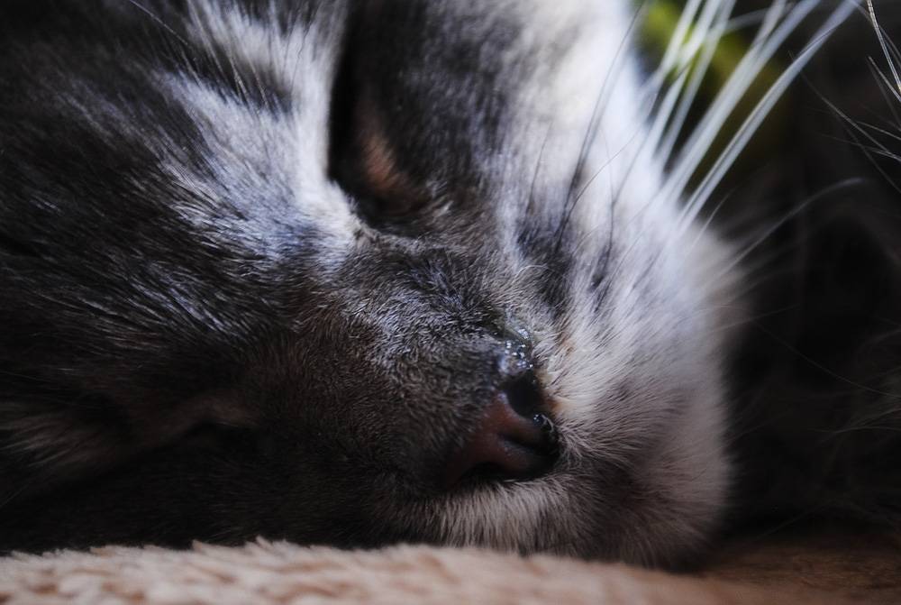 Кошка вялая, все время спит и мало ест: что делать