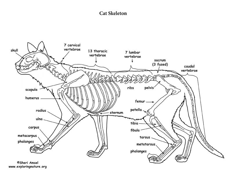 Строение лапы кошки – анатомия лапы