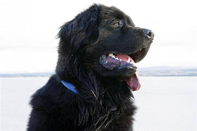 Ньюфаундленд (Водолаз) — порода собак