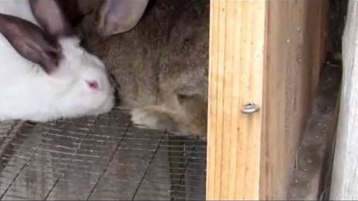 Почему крольчиха не хочет спариваться и не подпускает крола
