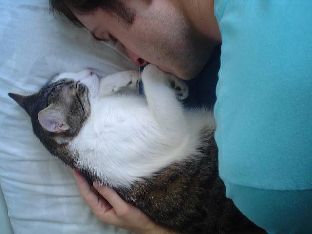Кошки и их хозяева: любят ли коты своих хозяев и скучают ли по ним? как кошки выражают любовь и лечат ли людей?
