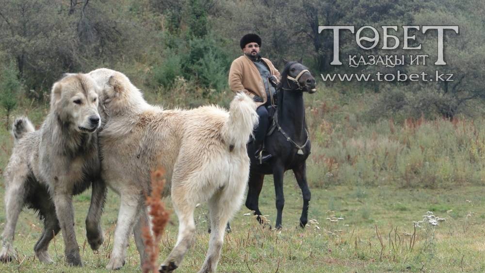 Тазы (казахская борзая) — фото и описание породы собак