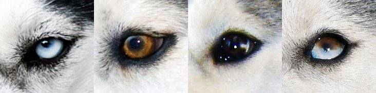 Хаски коричневые: как выглядят щенки на фото и встречаются ли с коричневыми глазами, а также в каком уходе нуждаются питомцы