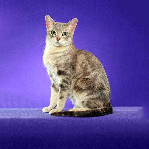 Австралийская мист: описание породы и фото | кот и кошка