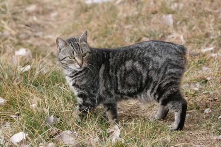 Мэнкс (мэнская бесхвостая кошка): описание породы, цена, уход и содержание, фото