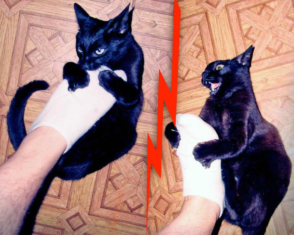 8 советов, как отучить котенка кусаться и царапаться – pet-mir.ru