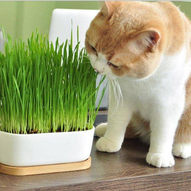 Трава для кошек:  виды, польза, выбор, выращивание