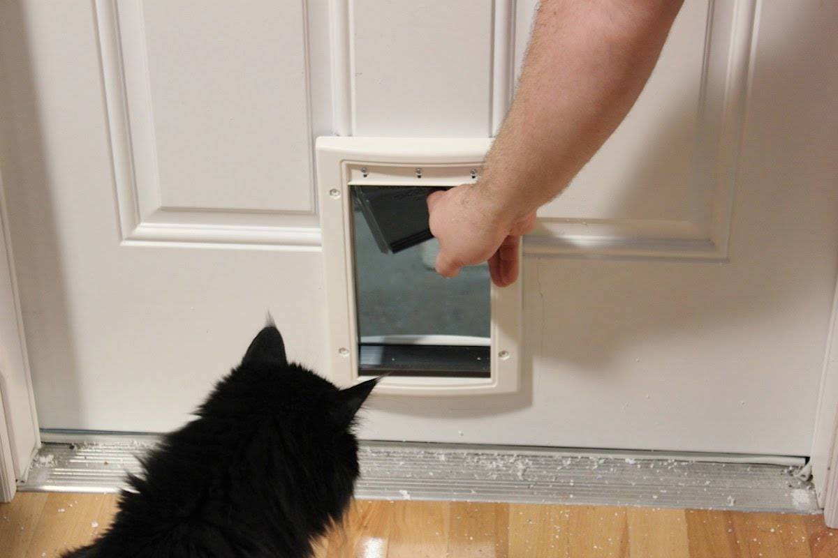 Дверь в туалет для кошки: дверцы в туалет с отверстием и проходом для кота