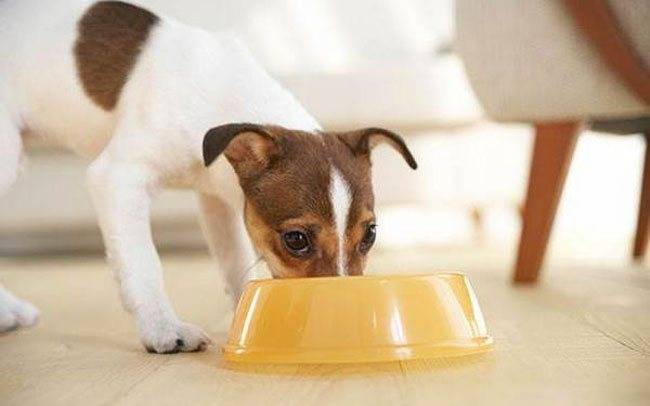 Чем кормить щенка и взрослую собаку джек рассел терьера?