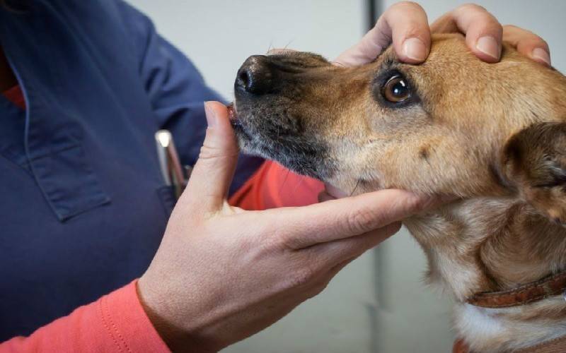 Инфекционные заболевания собак: описание, симптомы, лечение