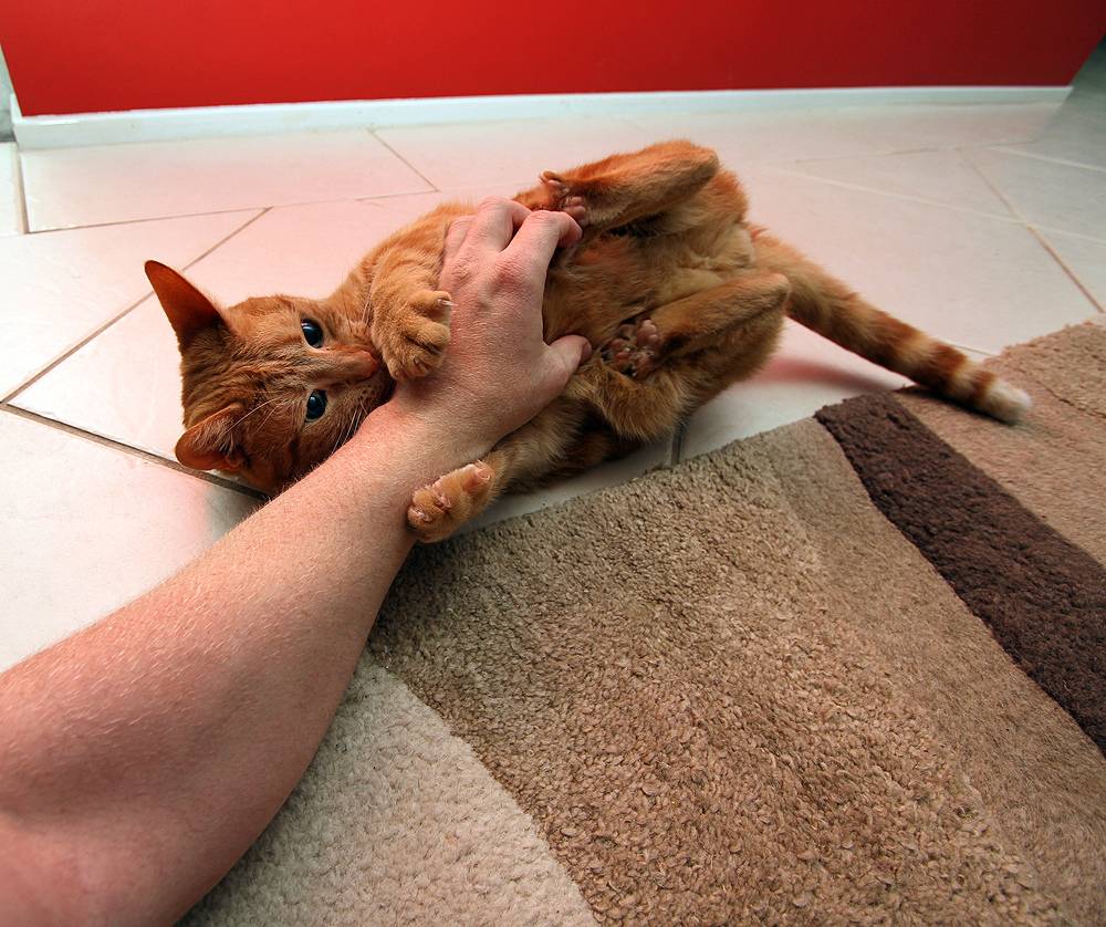 Как отучить кота или кошку царапаться и кусаться, как быть, если постоянно или когда его гладишь царапает и кусает за руки и за ноги котенок