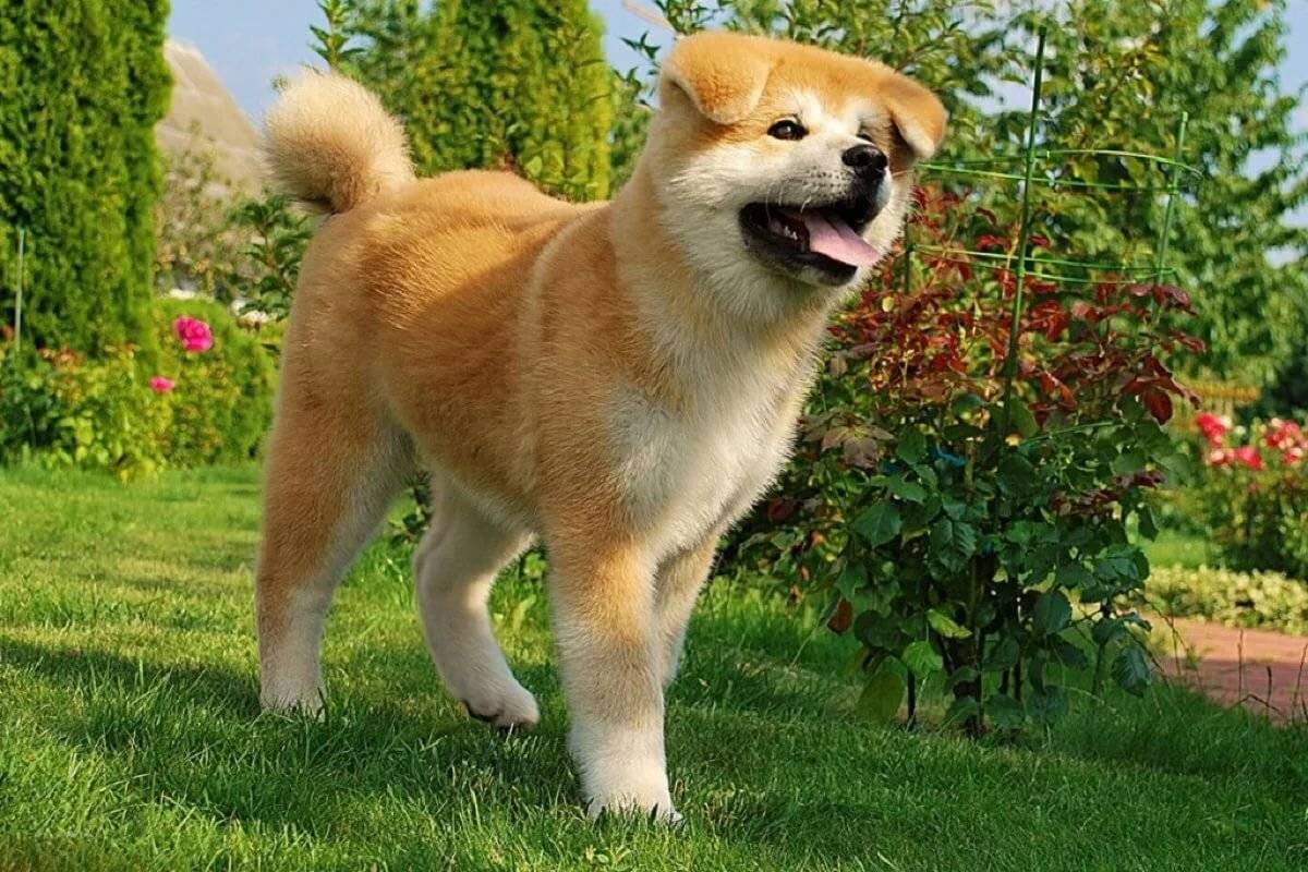 Китайская породы собак (26 фото): маленькие и большие собаки с названиями, самые любимые животные императоров, рыжие пушистые собачки-медвежата