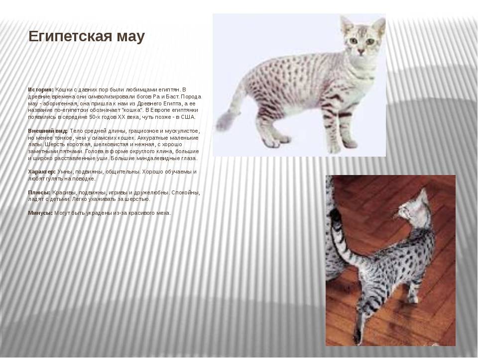 Египетский мау (egyptian mau) кошка: подробное описание, фото, купить, видео, цена, содержание дома