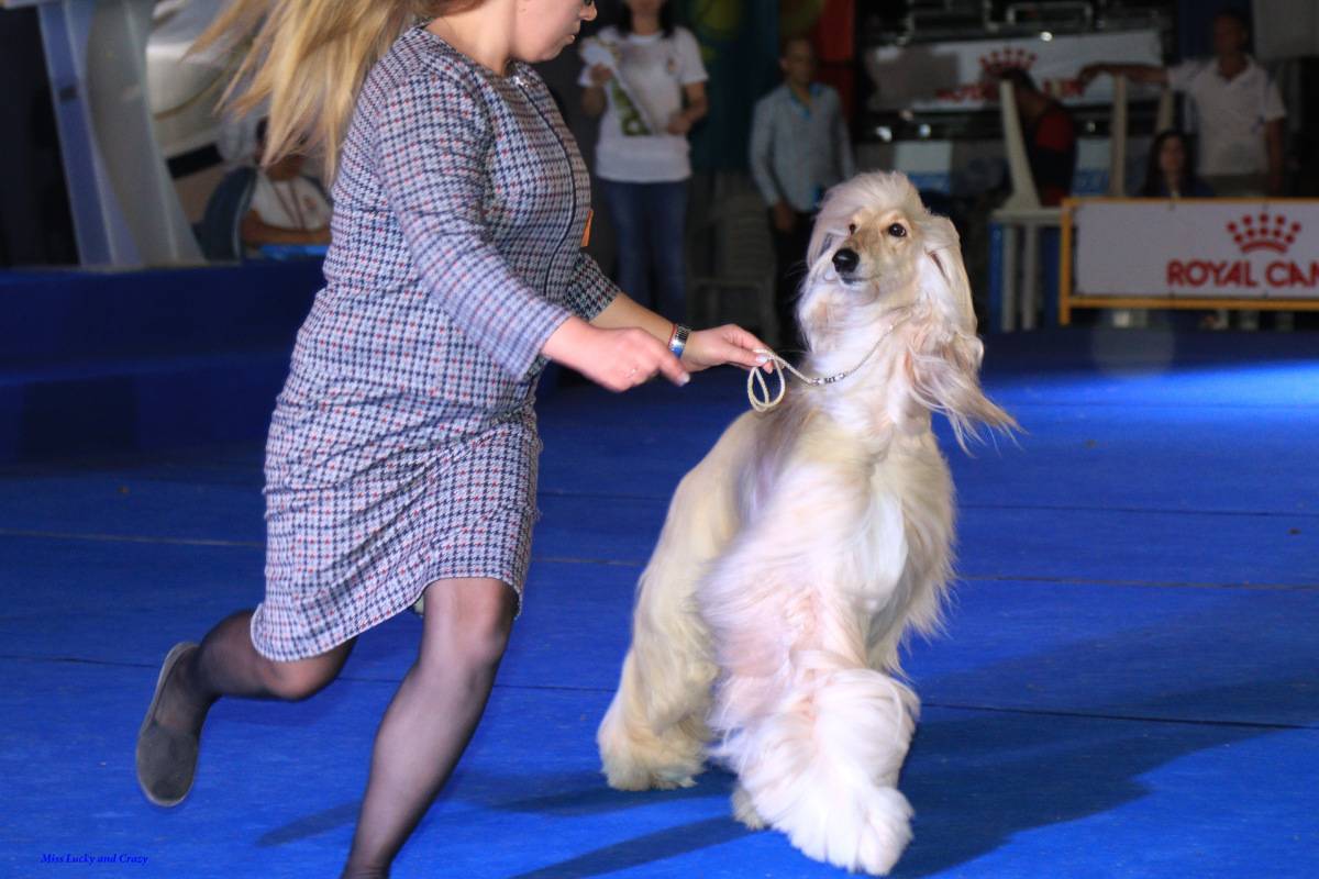 Отчёт о крупнейшей международной выставке собак: крафт-2016