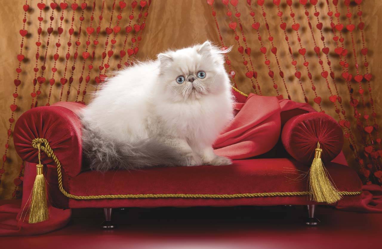 Гималайская кошка – описание породы, характер, фото