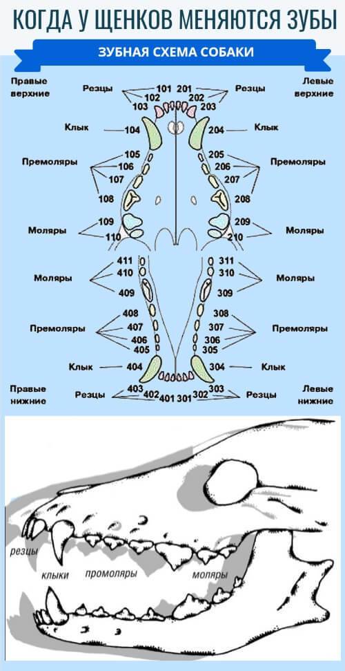 Как определить возраст собаки