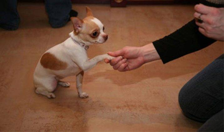 Дрессировка чихуахуа: все о воспитании маленькой, но очень серьезной собачки