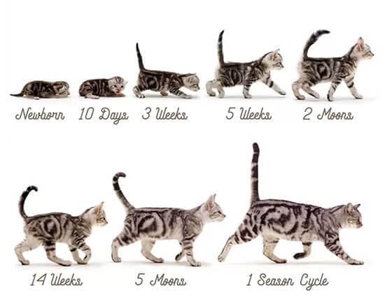 Развитие котят по неделям: что нужно знать хозяину
развитие котят по неделям: что нужно знать хозяину