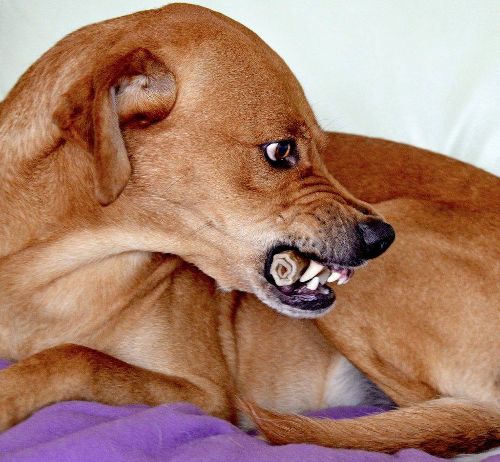 Почему собака может рычать на хозяина и кусать его: что можно сделать